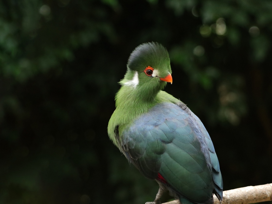 Зеленый белощекий турако на ветке