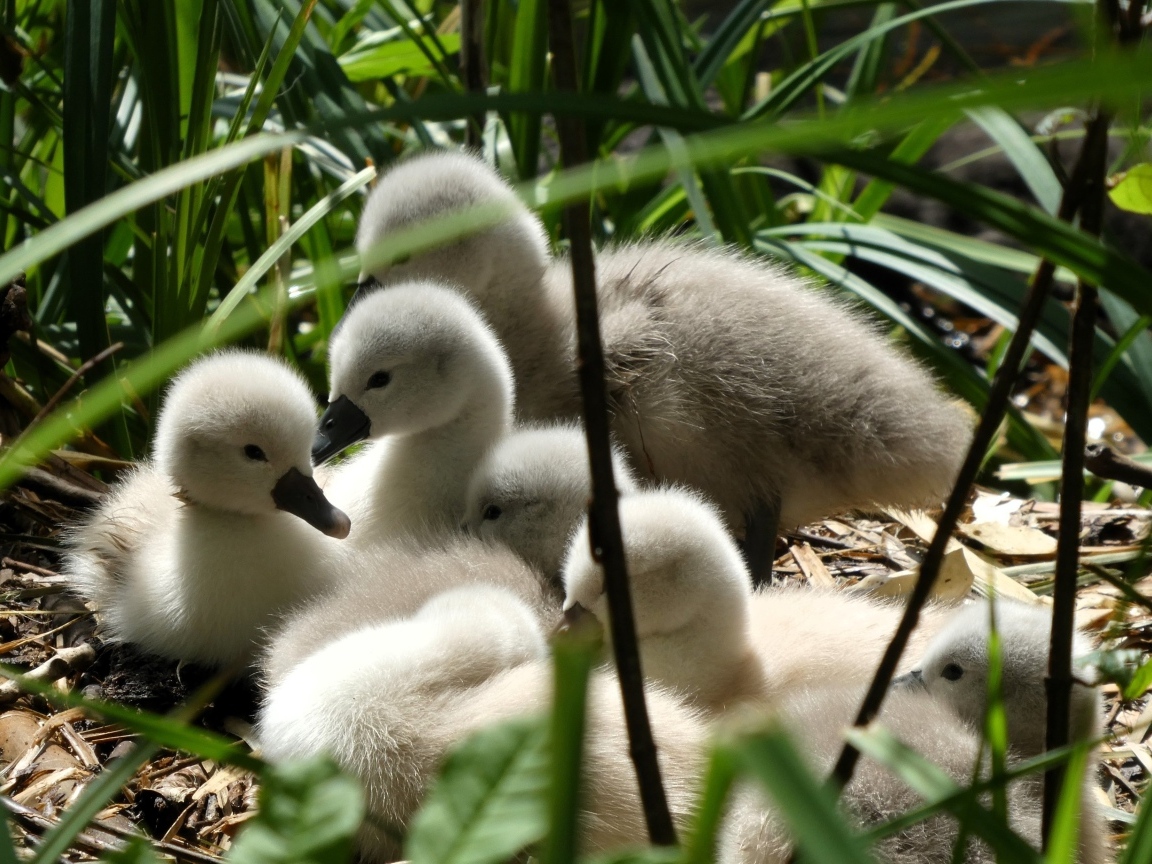 Маленькие птенцы лебедя в гнезде