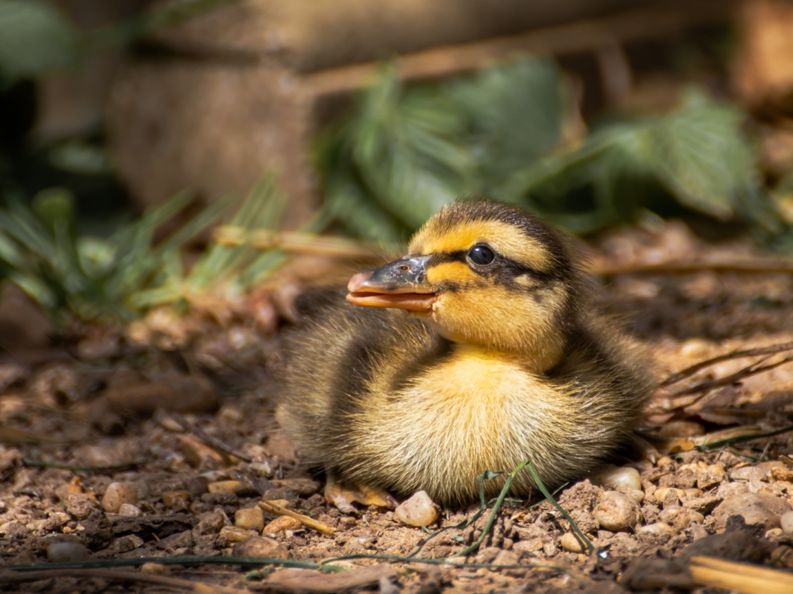 Маленький дикий утенок прячется в тени 