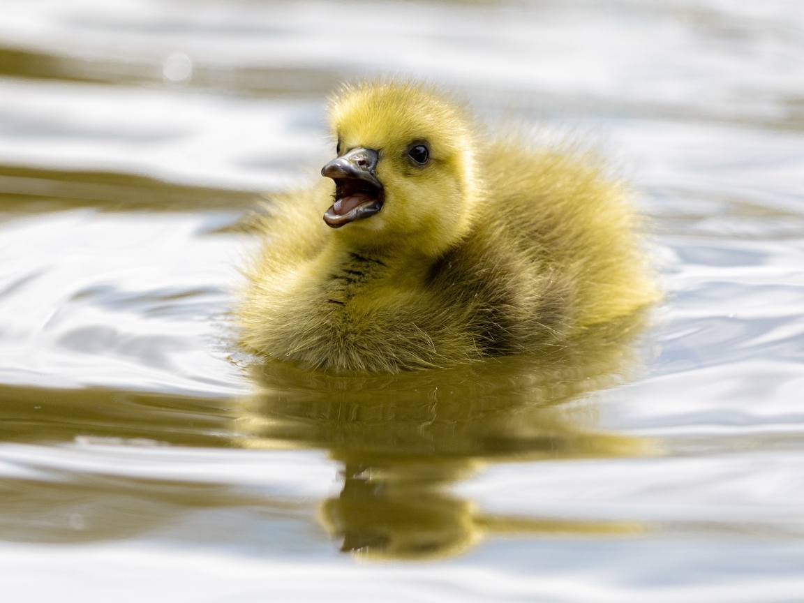 Маленький желтый утенок плавает в воде