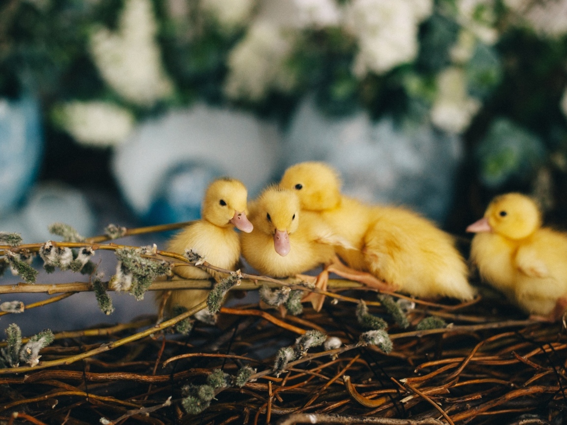 Маленькие желтые утята в гнезде