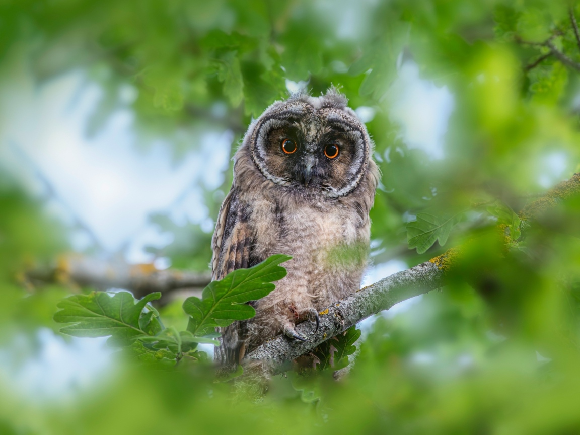 Сова сидит в ветках дуба