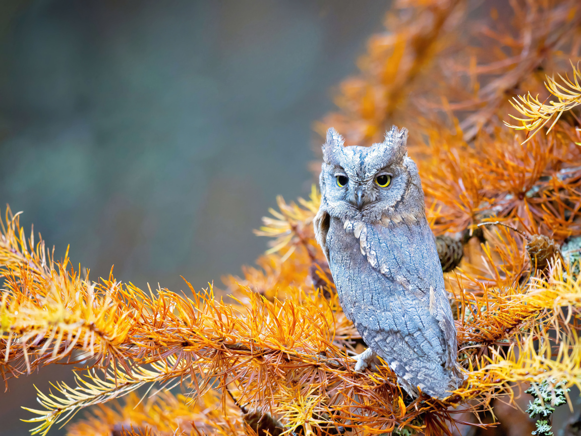 Сова сидит на ветке ели