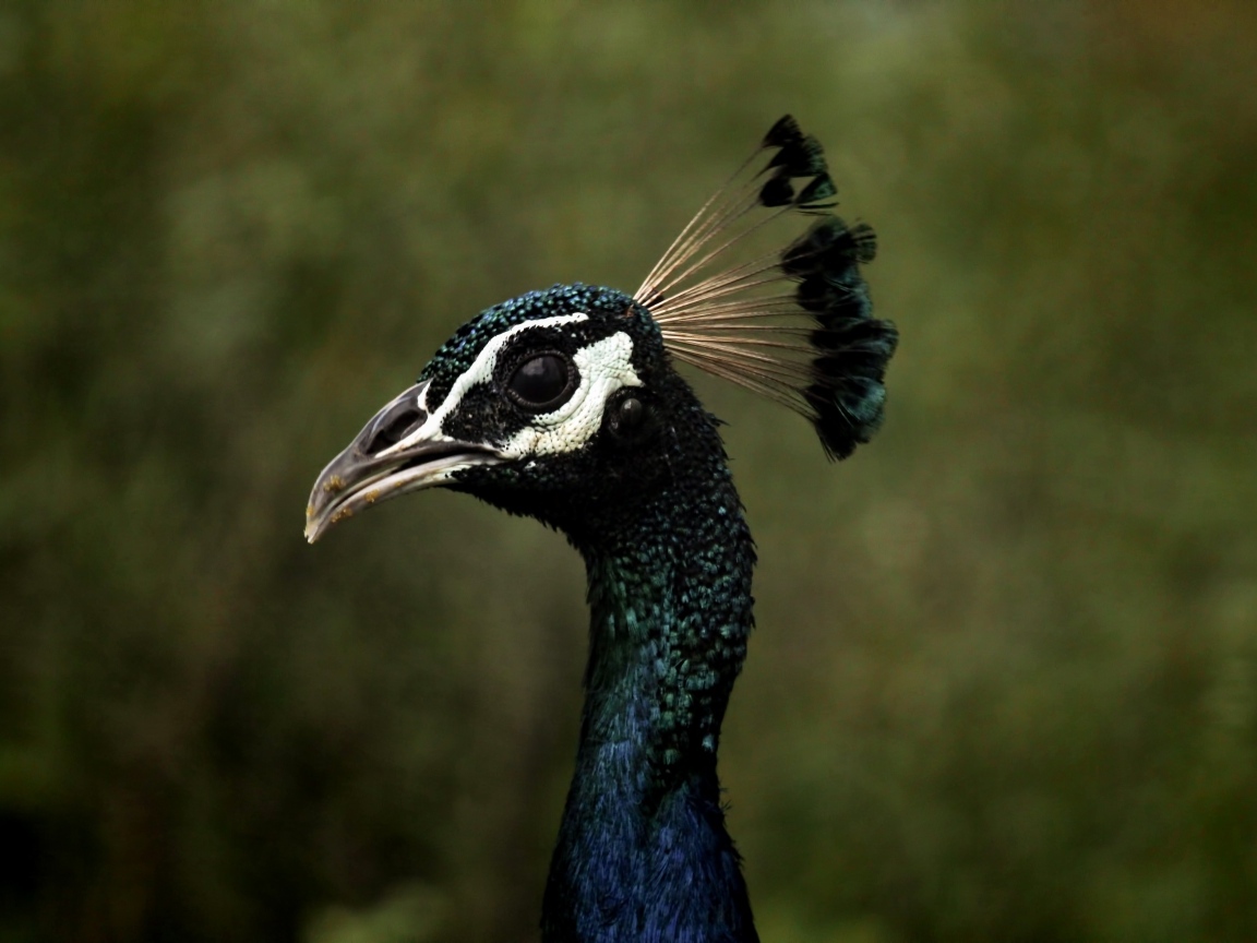 Голова павлина с длинной шеей крупным планом