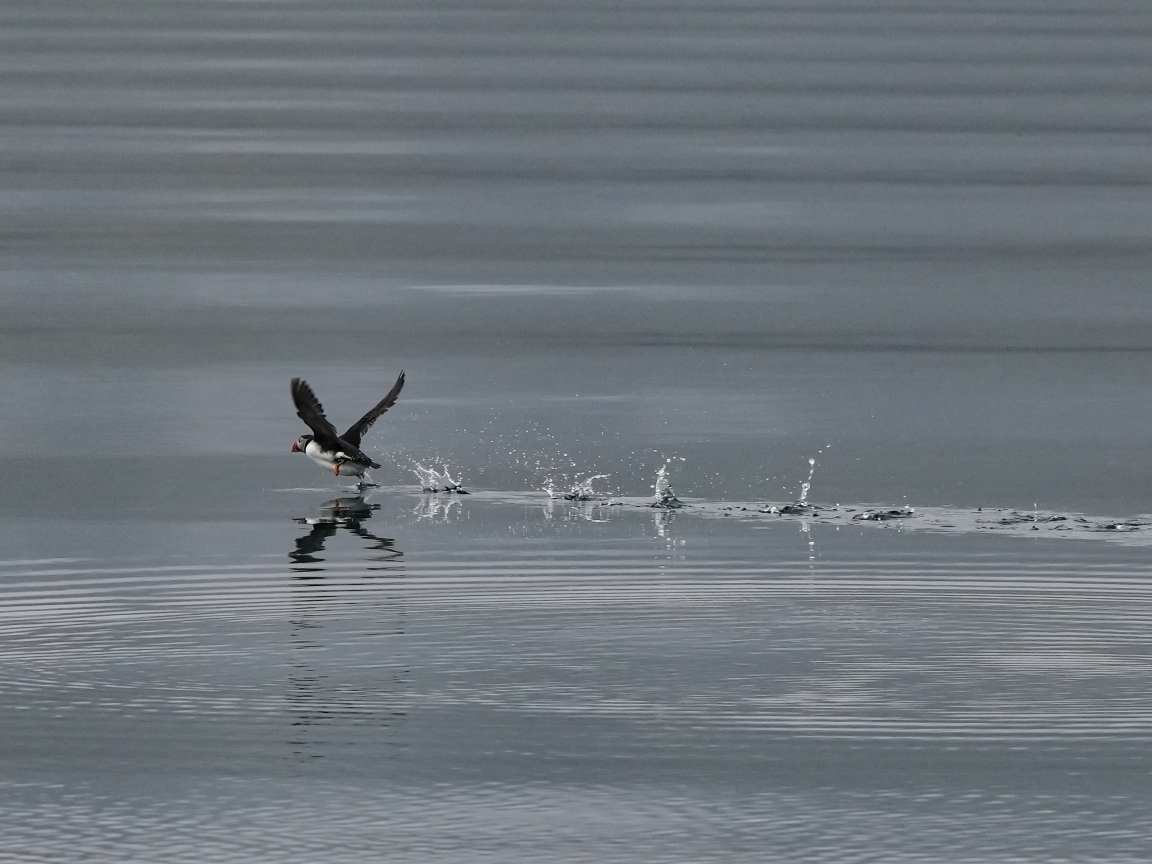 Птица тупик взлетает по воде