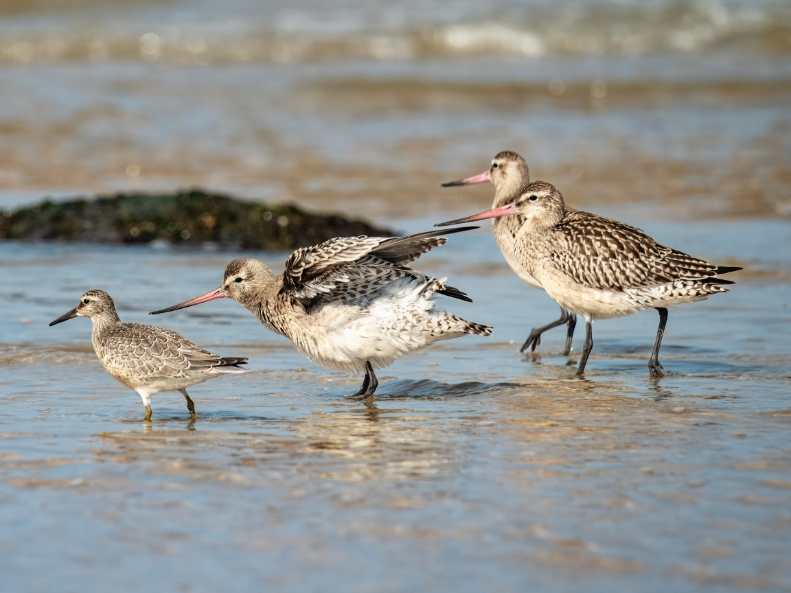 Семейство птиц кулик в воде