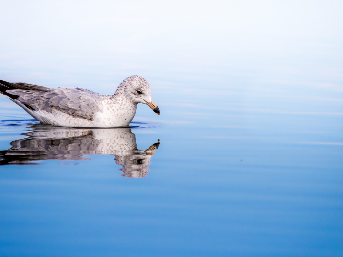 Чайка отражается в голубой морской воде