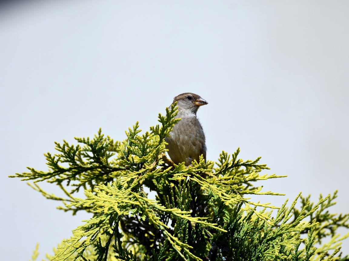Воробей сидит на зеленой ветке на сером фоне