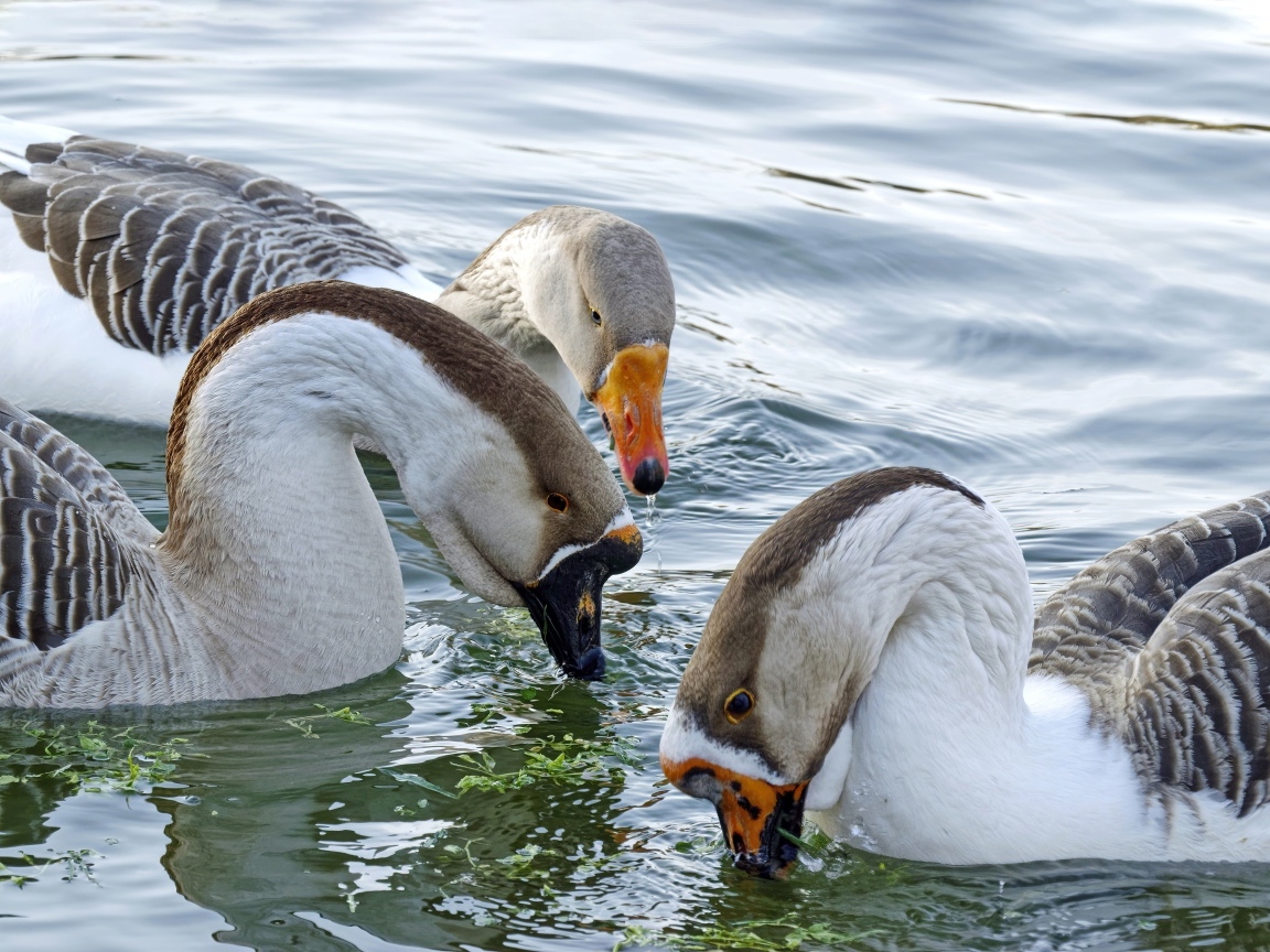 Три домашних гуся плавают в воде