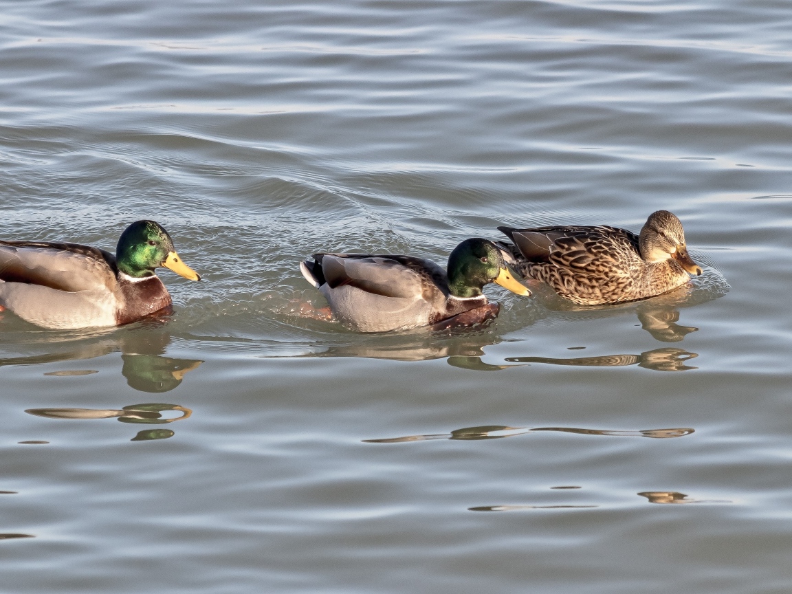 Три утки плавают в воде