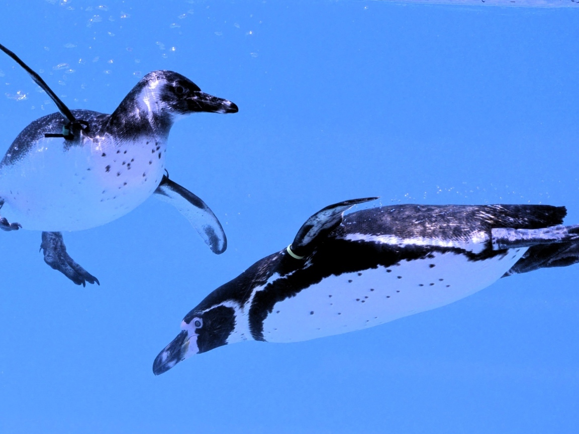 Два пингвина плавают в воде