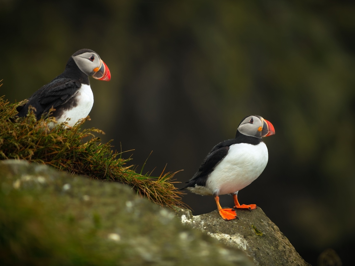 Две птицы тупики на камнях