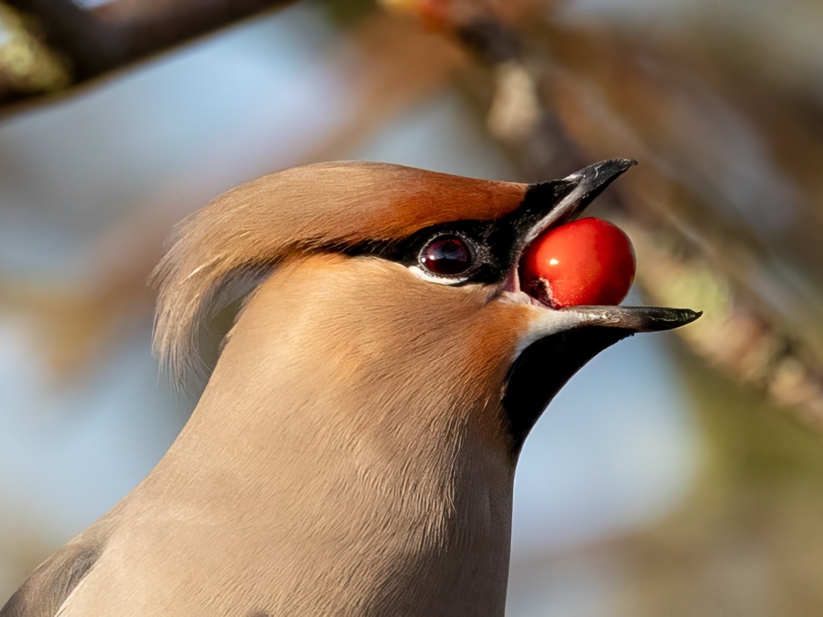 Птица свиристель с красной ягодой в клюве