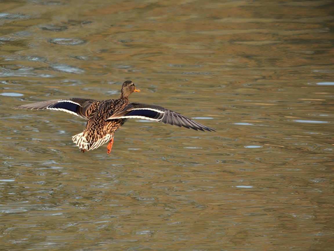 Дикая утка летит над водой
