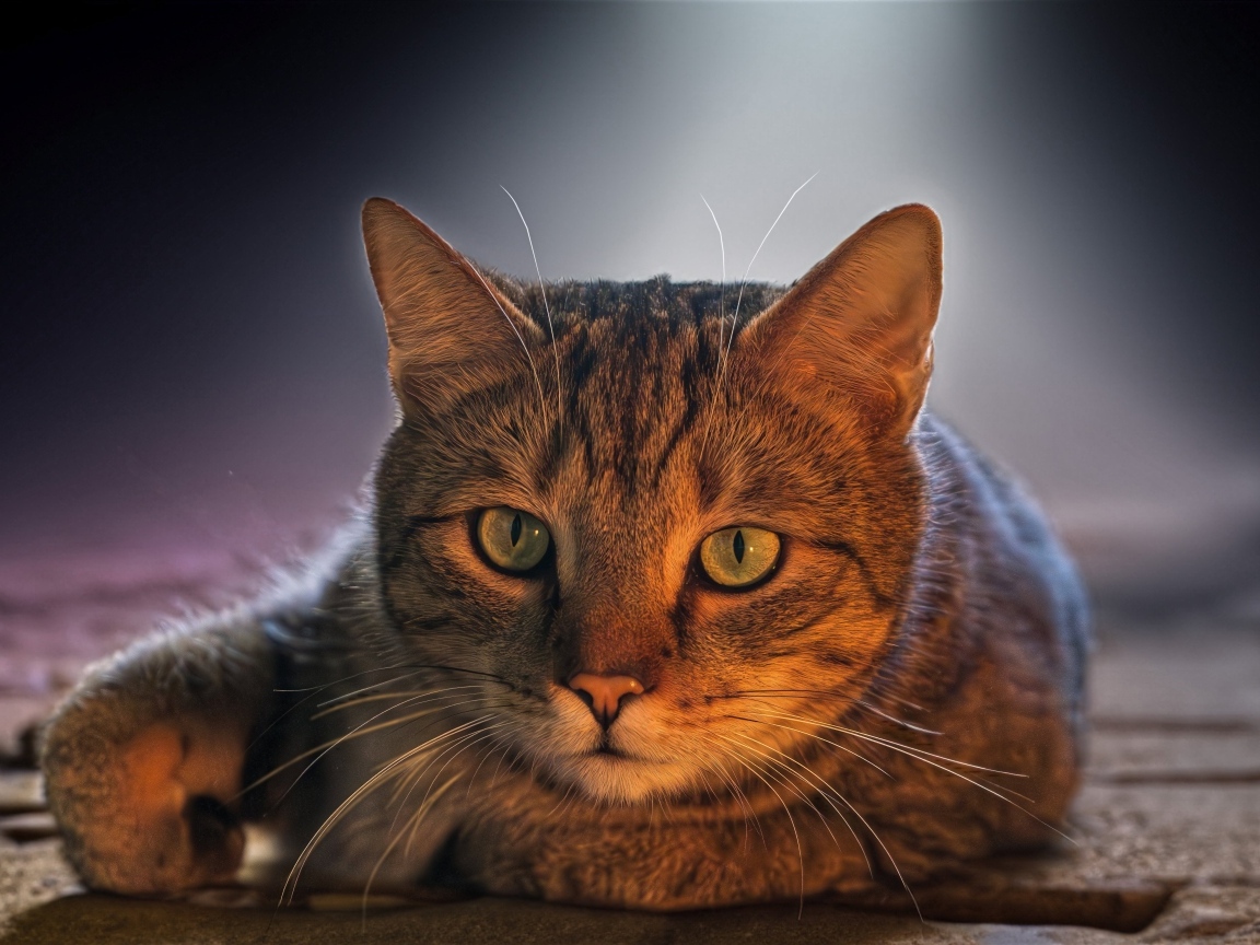 Большой серый кот с зелеными глазами лежит на дороге