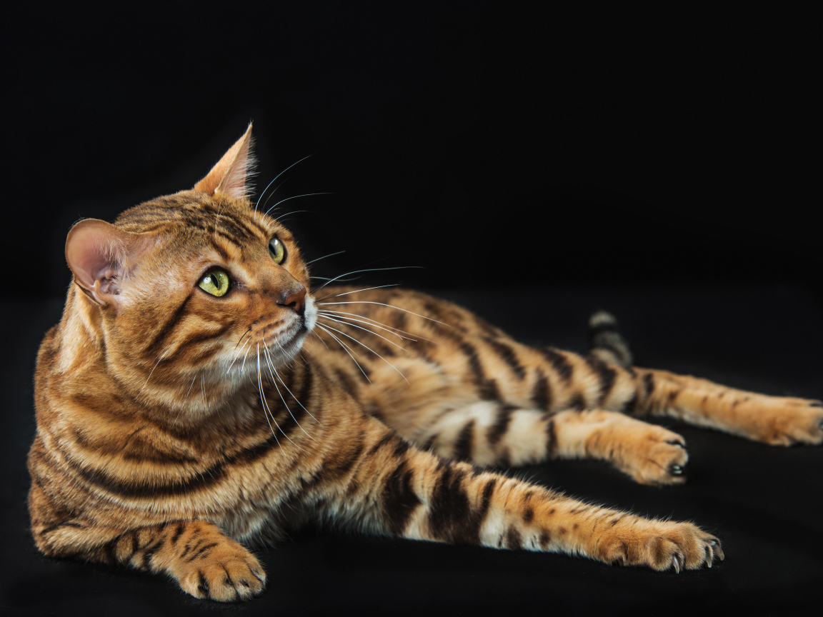 Красивый дорогой бенгальский кот на черном фоне