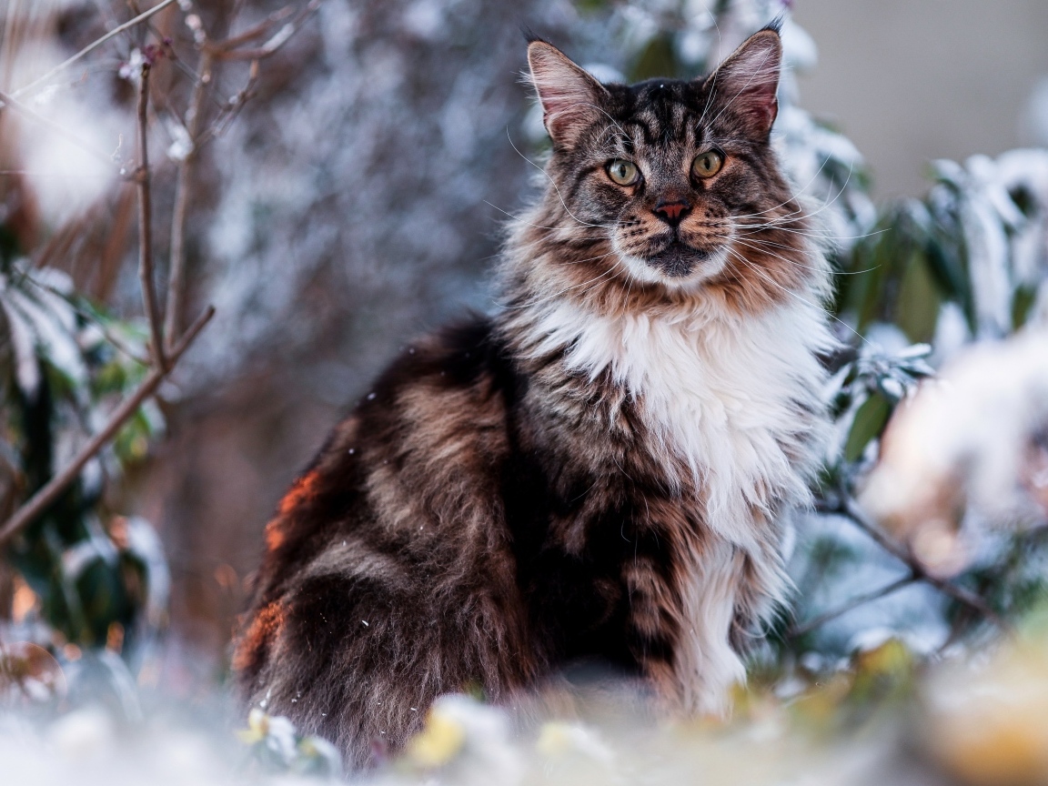 Большой мейн кун сидит в ветках 