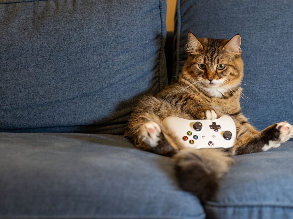 Большой серый кот с игровым джойстиком