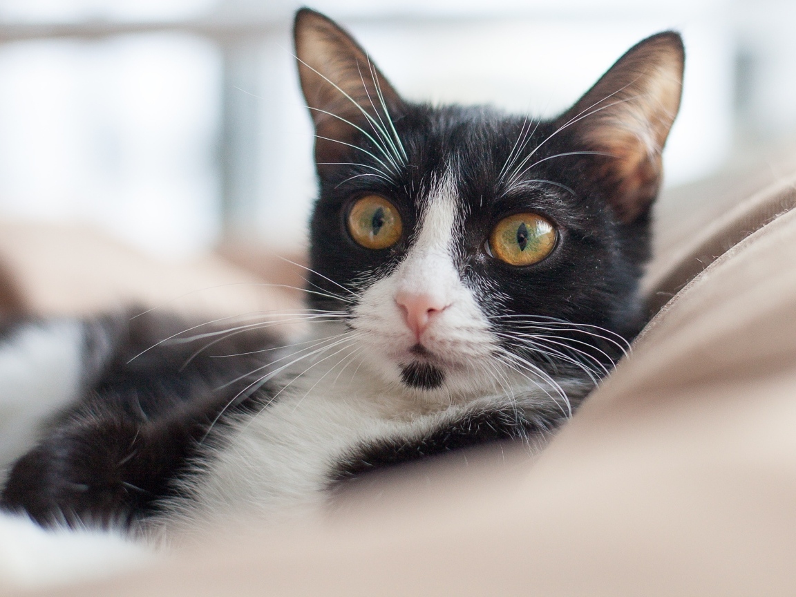 Черно-белый кот лежит на диване