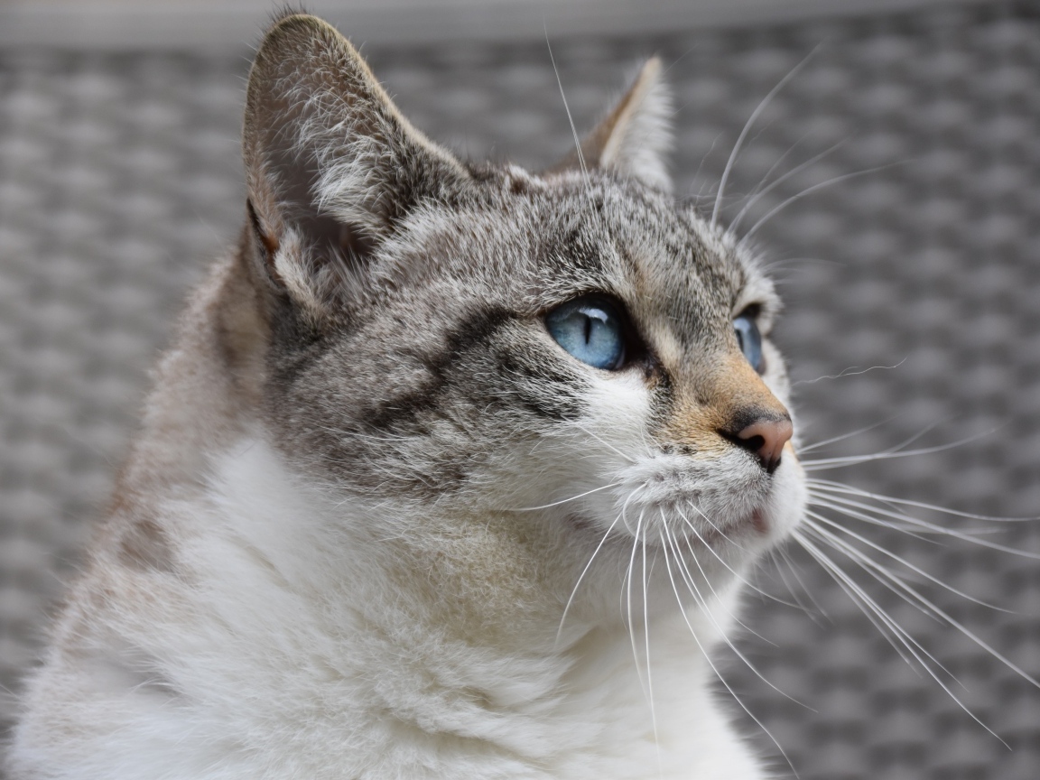 Голубоглазая европейская кошка