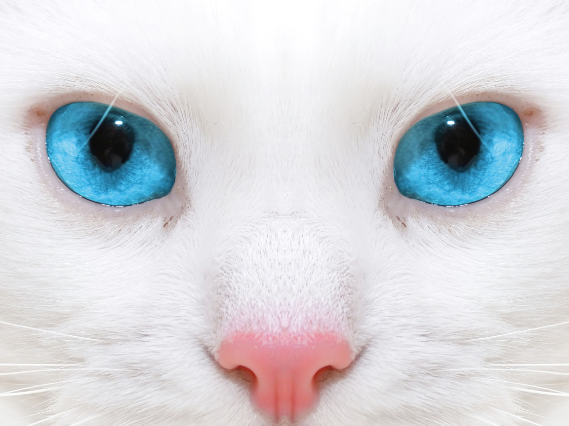 Голубоглазая кошка с розовым носом