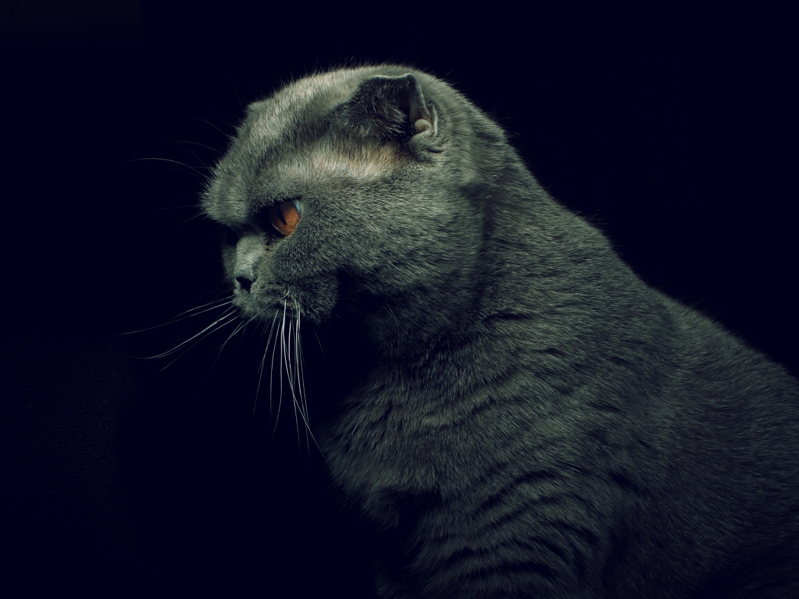 Британская кошка на черном фоне