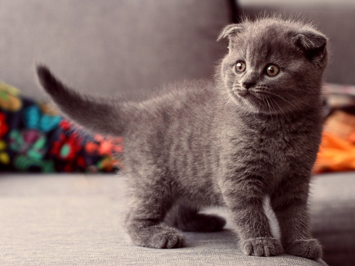 Британский вислоухий серый котенок