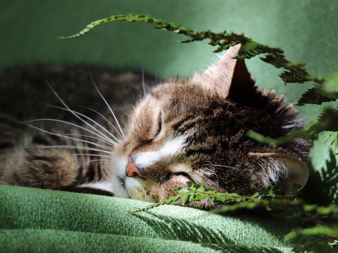 Милый кот спит на кровати у цветка