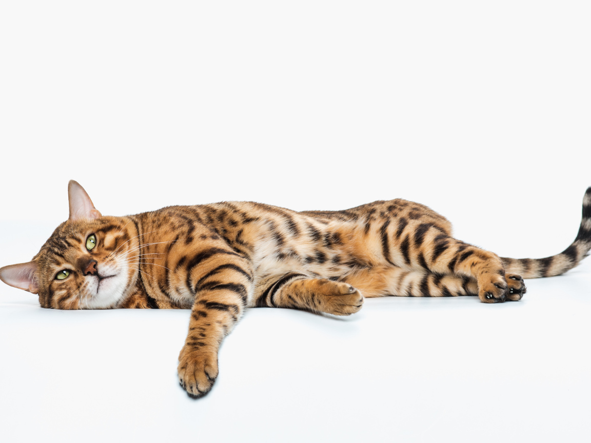 Золотой бенгальский кот на белом фоне