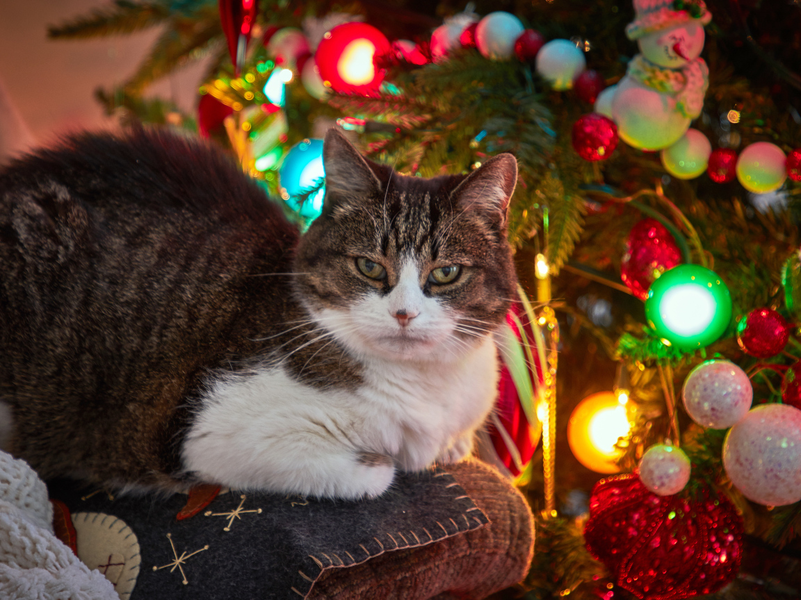 Серый кот сидит на диване у новогодней елки