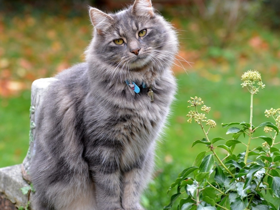 Серый пушистый кот с ошейником на улице