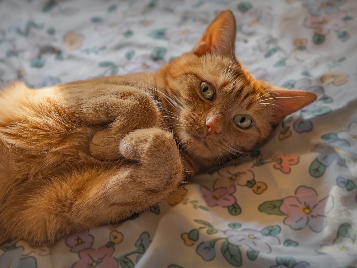 Зеленоглазый рыжий кот лежит на постели