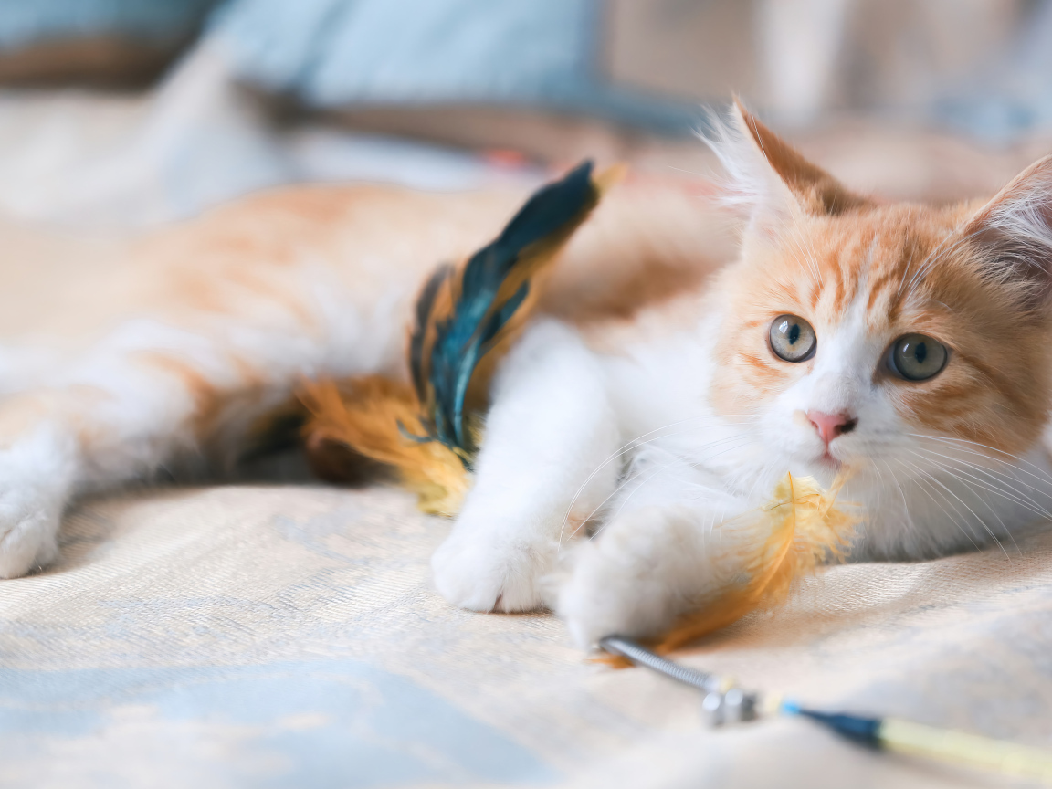 Рыжий котенок играет на кровати с перьями