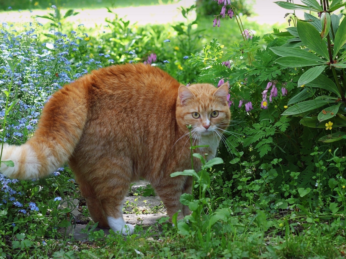 Испуганный рыжий кот в зеленой траве