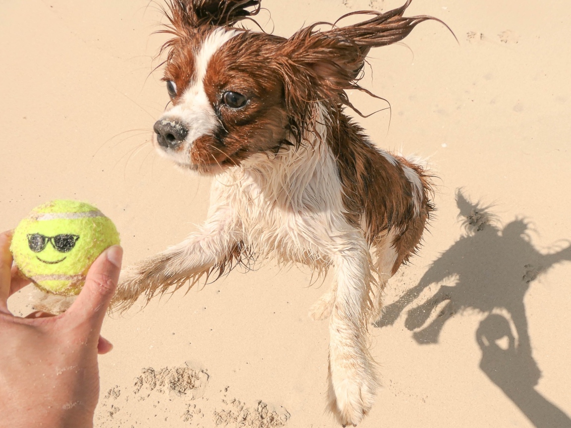 Собака играет с мячом на песке