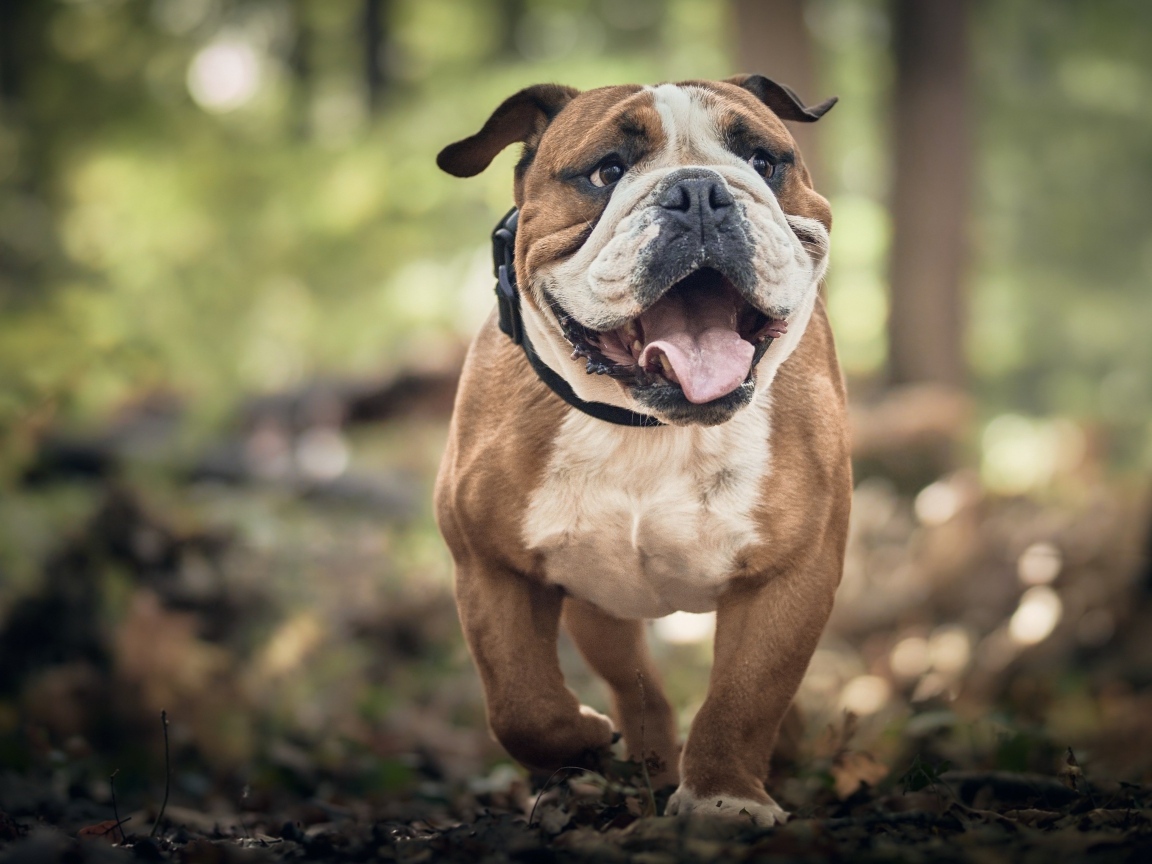 Английский бульдог бежит по лесу
