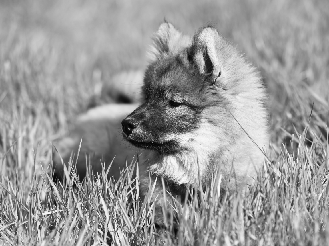 Щенок евразийской овчарки лежит в траве