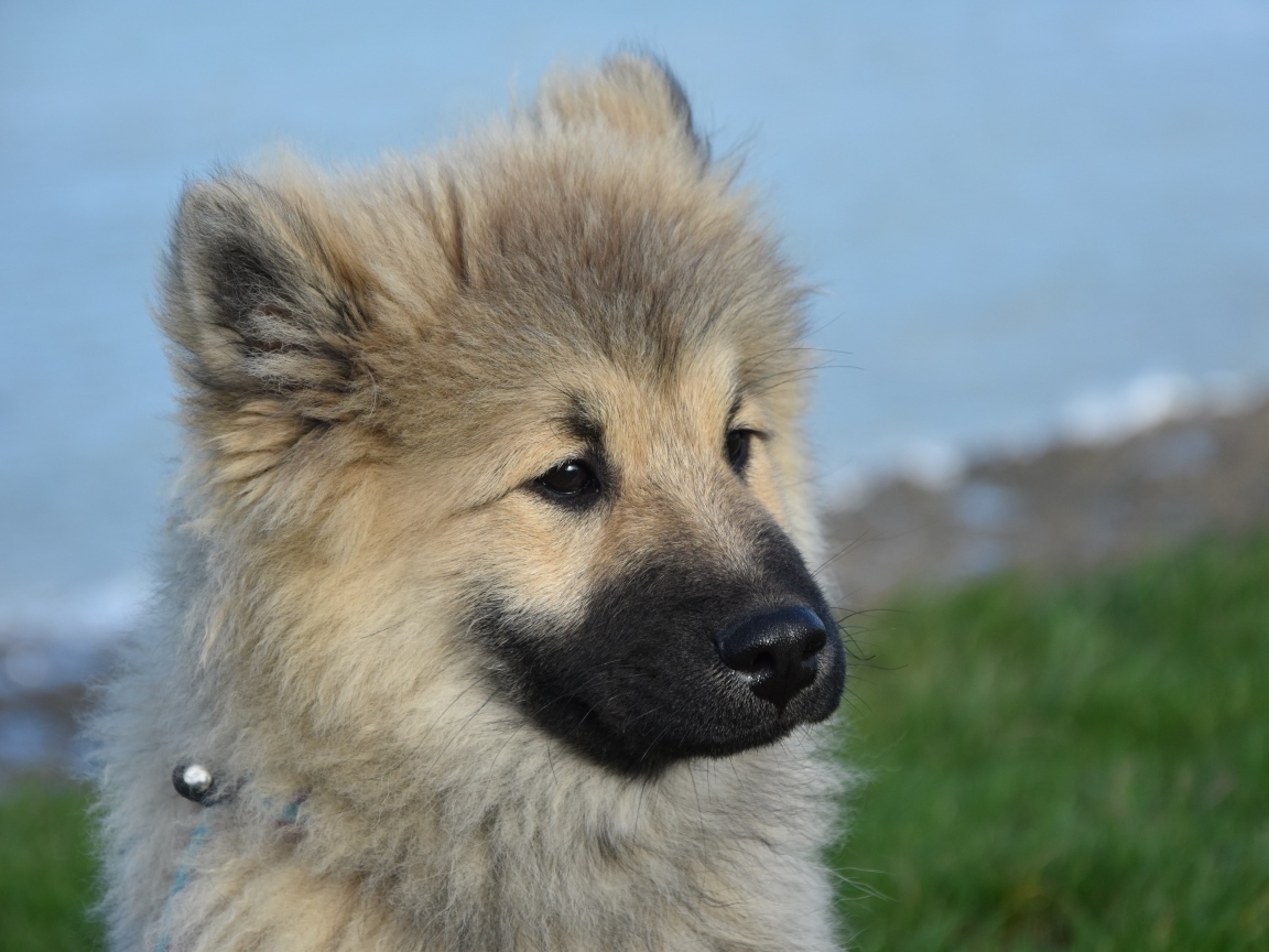 Щенок евразиер на зеленой траве