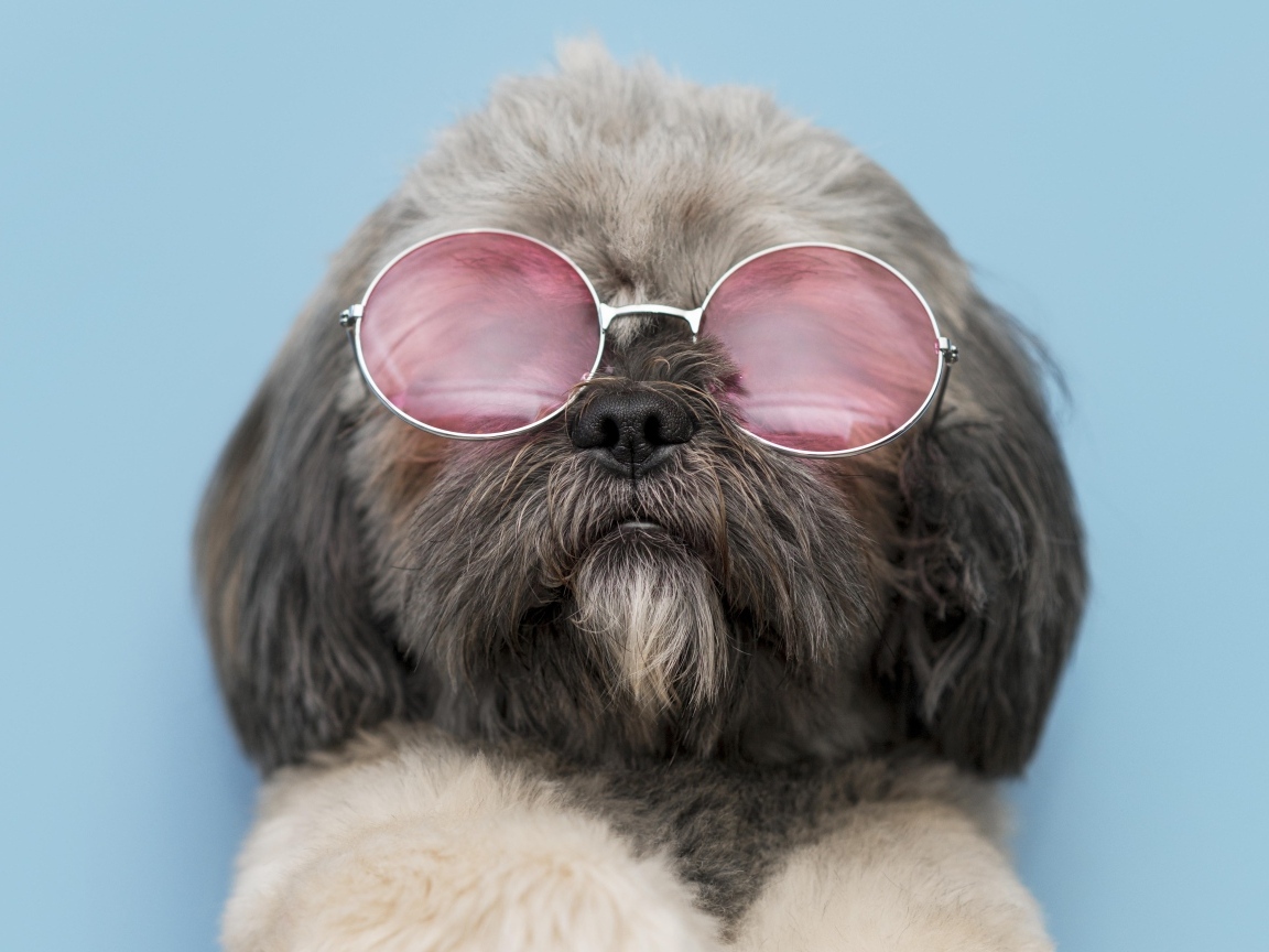 Пушистый пес в очках на голубом фоне