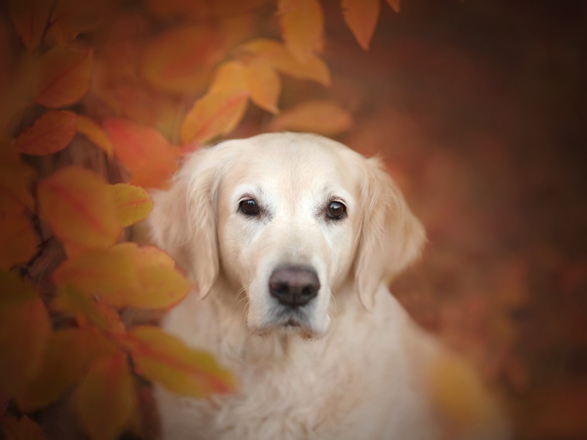 Золотистый ретривер прячется в желтых листьях