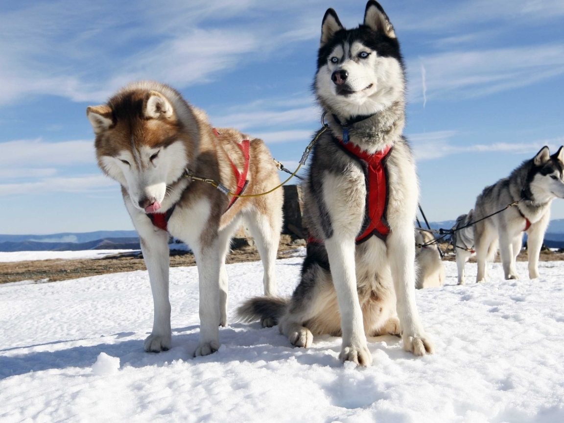 Хаски в упряжке на снегу
