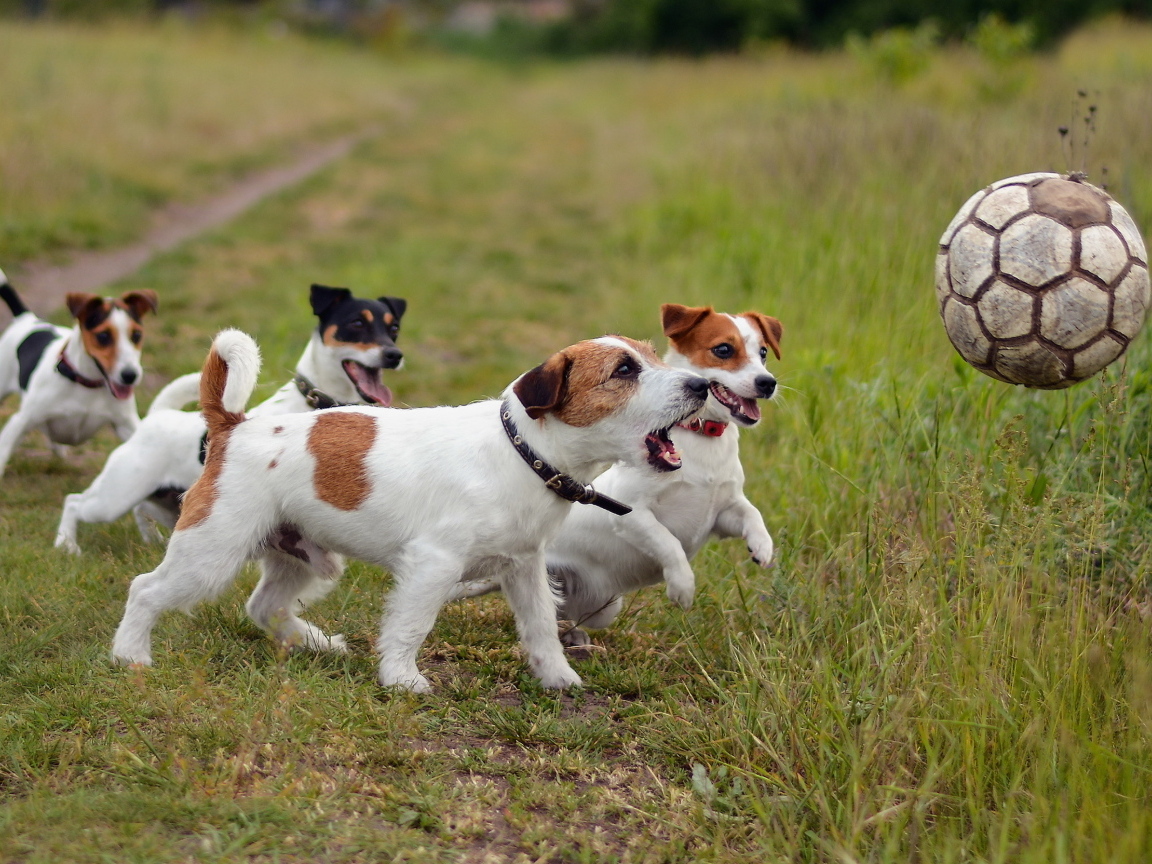 Собаки породы джек рассел терьер играют с мячом