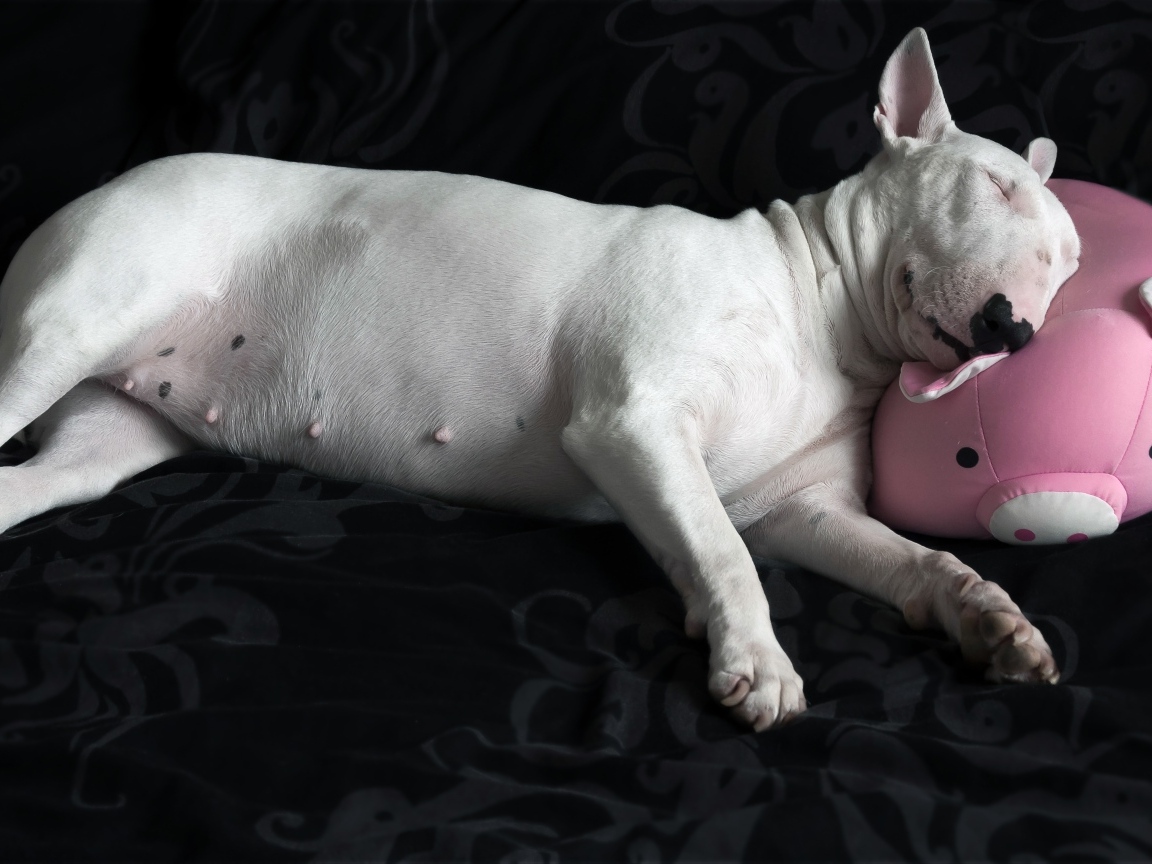 Large white bull terrier sleeping on a pillow