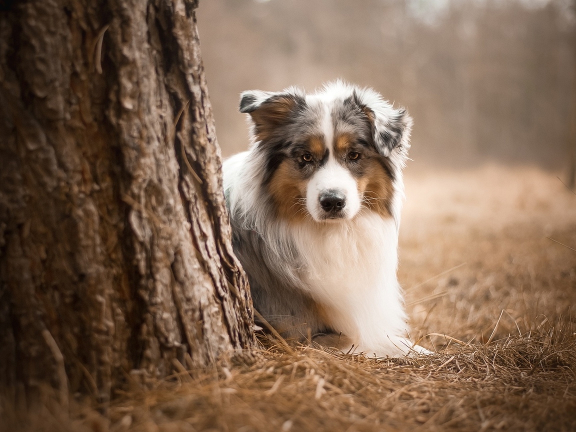 Маленькая австралийская овчарка у дерева в парке