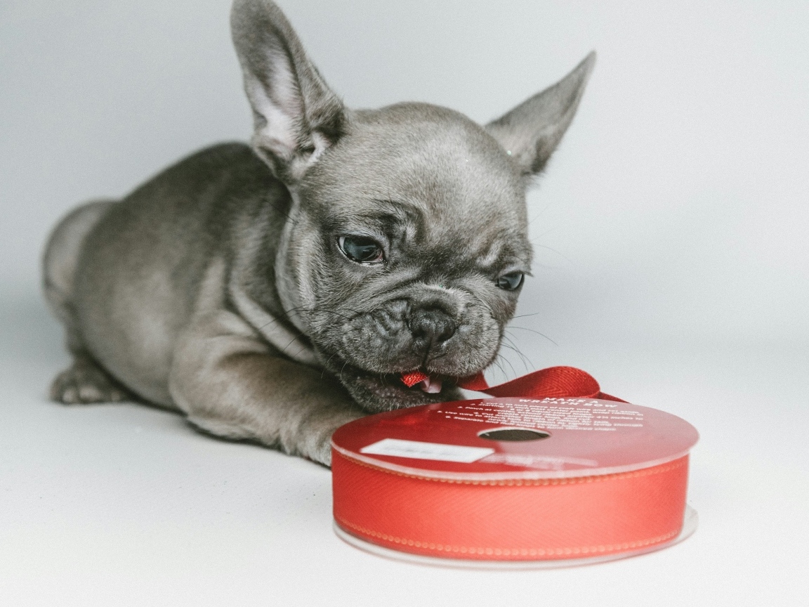 Маленький французский бульдог грызет ленту