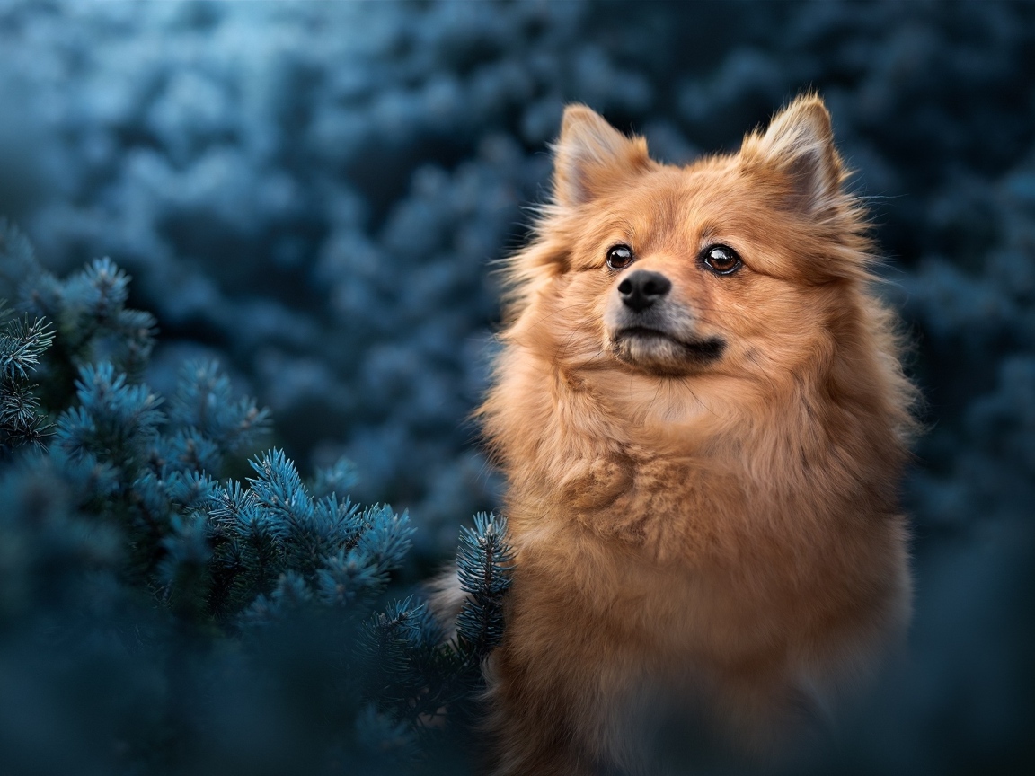 Померанский шпиц сидит в еловых ветках