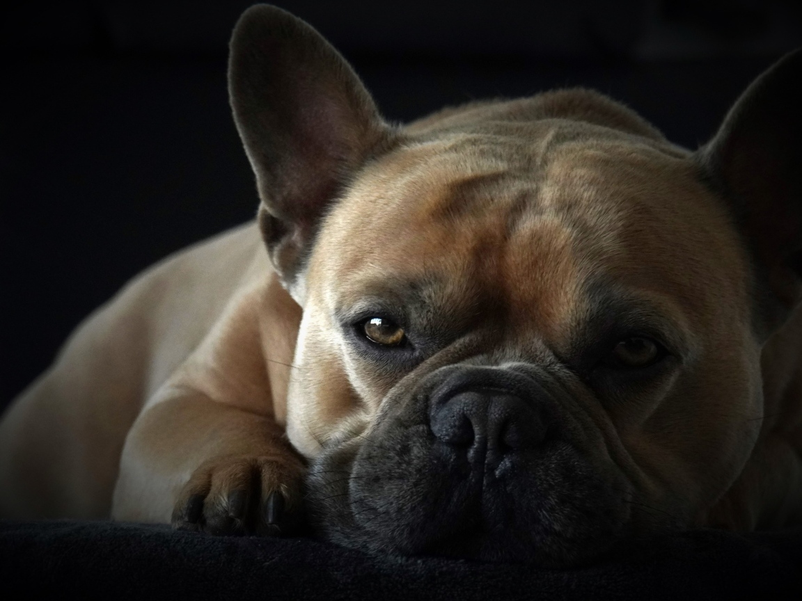 Грустный французский бульдог на черном фоне
