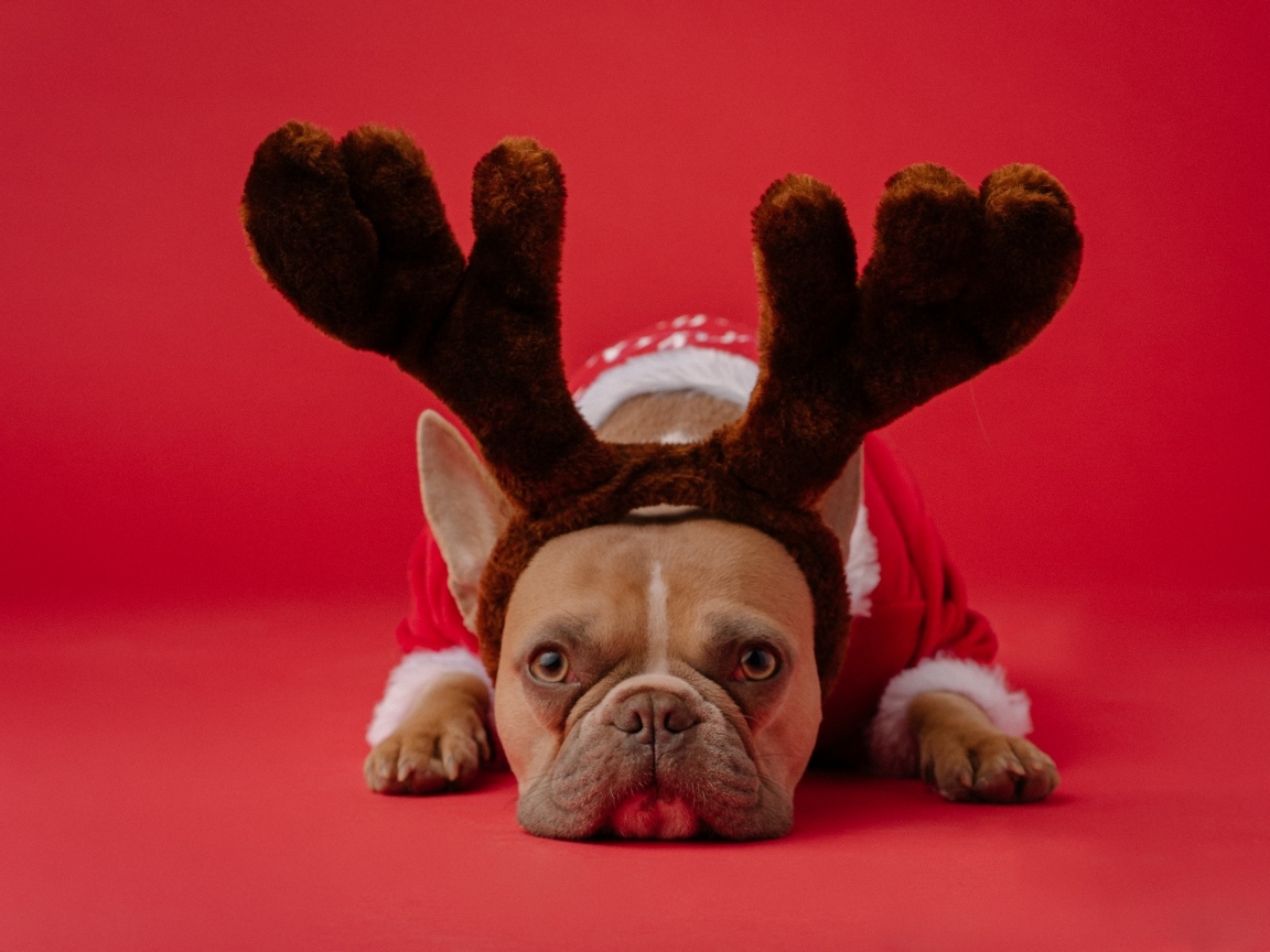 Грустный французский бульдог с рогами оленя на красном фоне