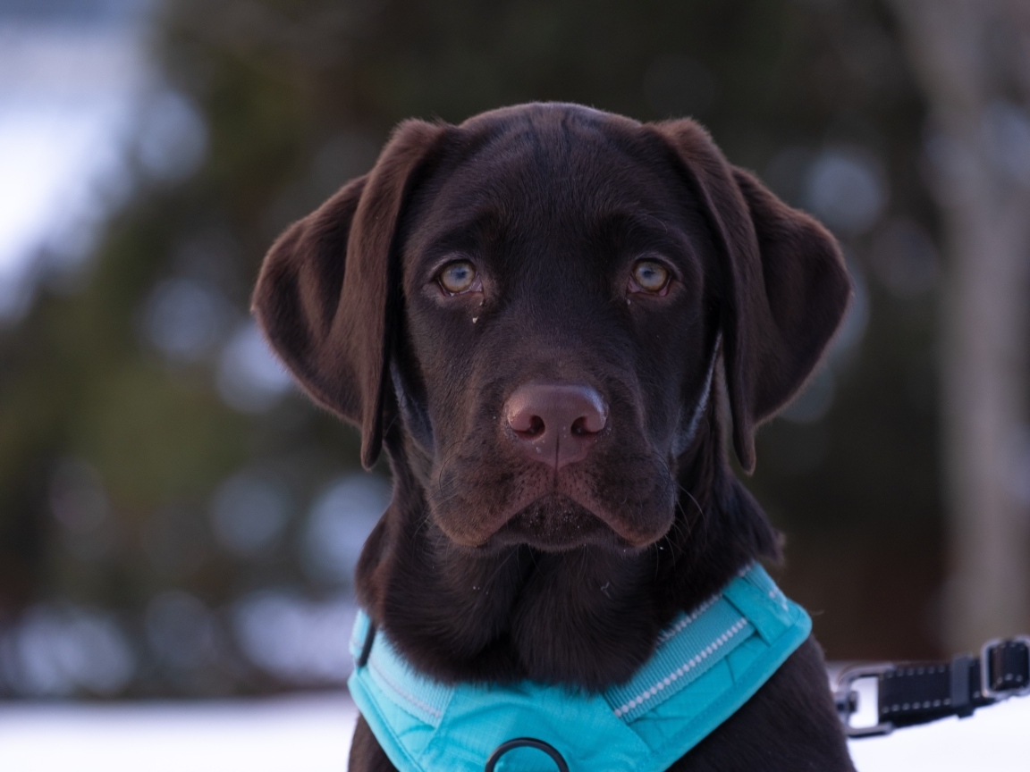 Грустный лабрадор зимой