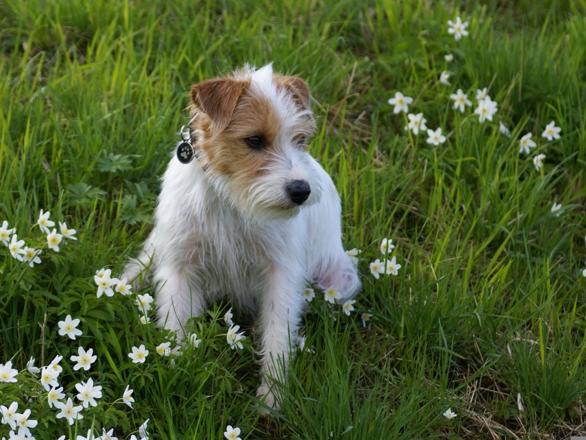 Грустный пес сидит в зеленой траве с зелеными цветами